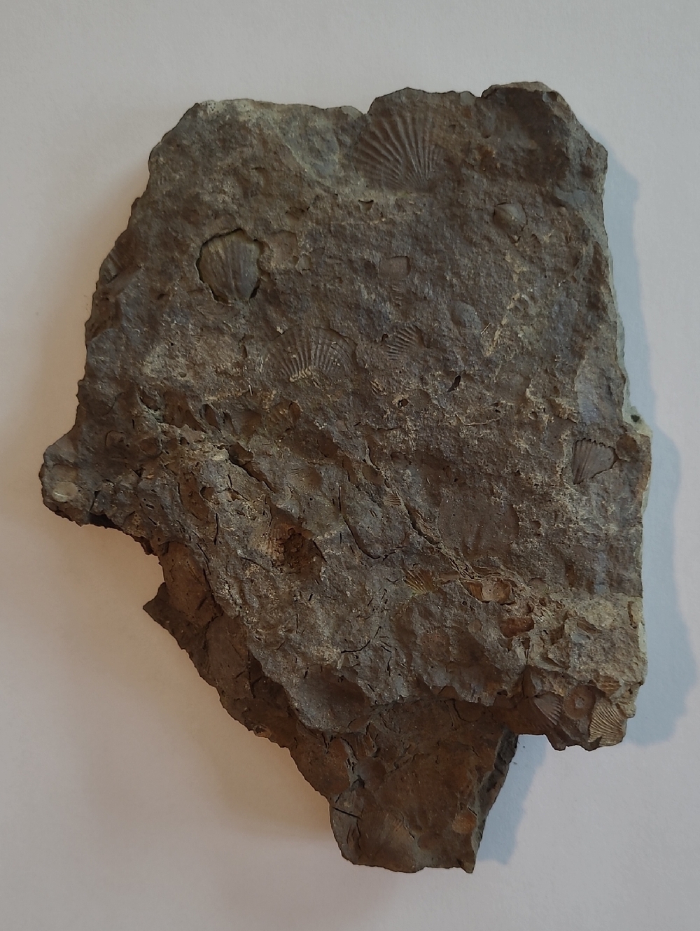 Catskill Mts. Devonian-aged Limestone Fossil With Multiple Brachiopods